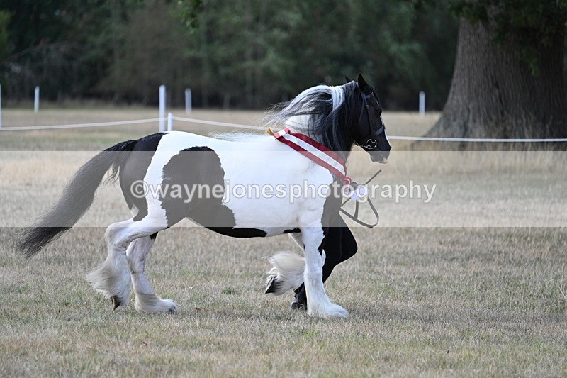WJ7_8410 - In-hand Championship