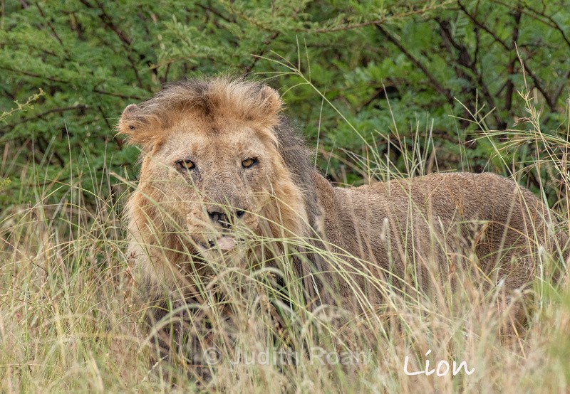  - South Africa Birds and Mammals