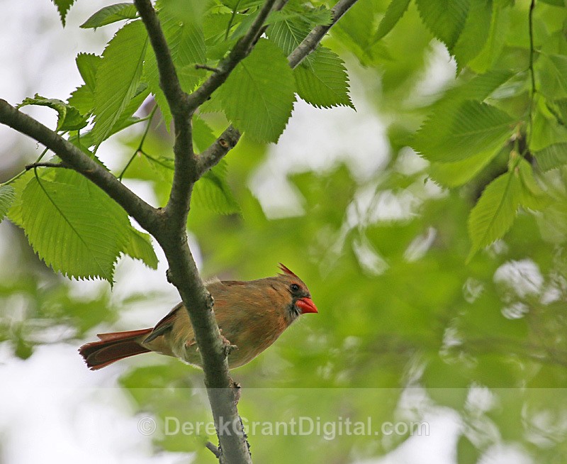 Northern Cardinal (f) - Birds of Atlantic Canada