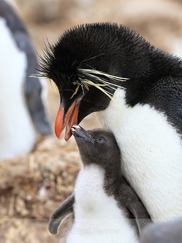 Rockhopper Penguin chick wants food, Cape Bougainville, Falklands - Rockhopper Penguin