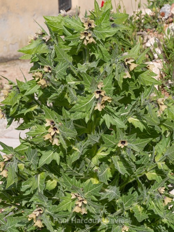 Black henbane (Hyoscyamus niger)  - Gargano - Wild Flowers