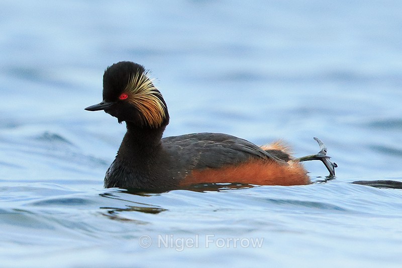 Black-necked Grebe (summer plumage) stretching a leg at Farmoor - Black-necked Grebe