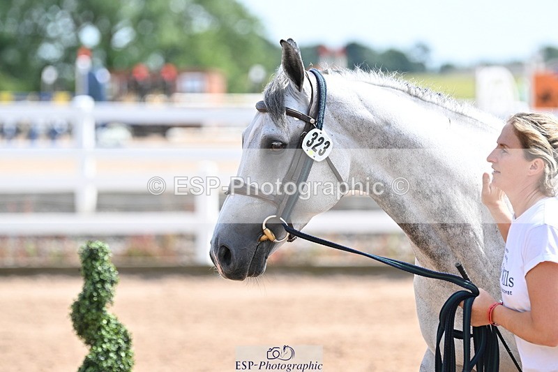 240717A-153130-02868 - Trot Up 3pm to 4pm