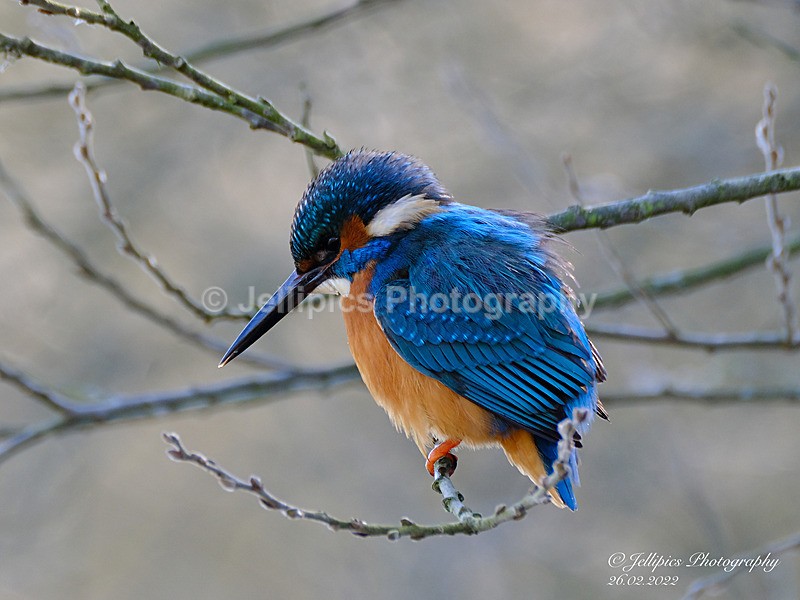  - Wildlife and Nature