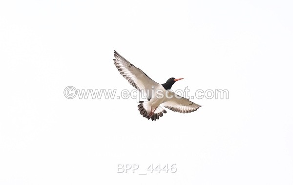 BPP_4446 - CLASS 5 WED Redpost Equestrian Senior Foxhunter/1.20m Open