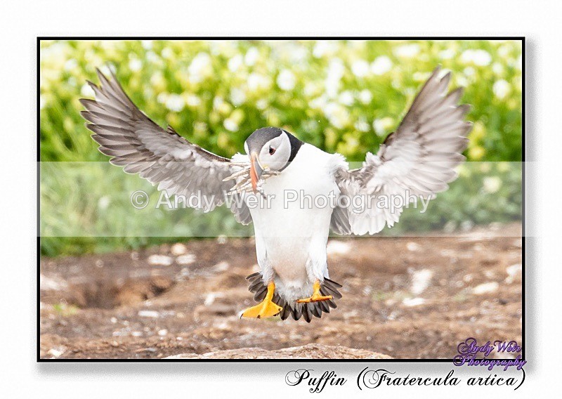 190604-untitled-8E0A4971-Edit - Puffin