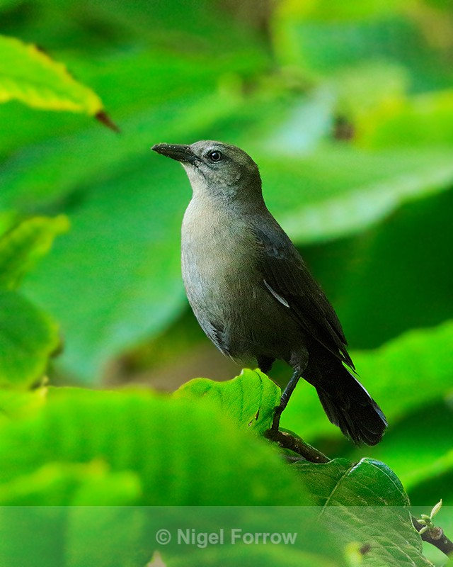 Carib Grackle (female), St Lucia - Carib Grackle