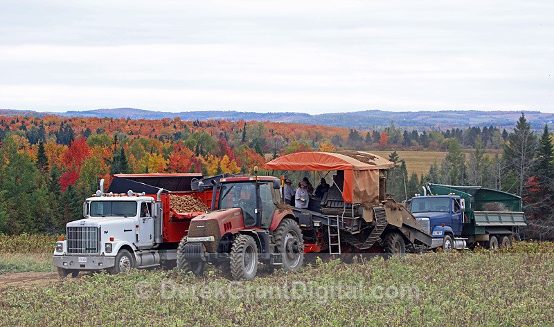 Potato Harvest Carleton County New Brunswick Autumn Festival - Autumn Festival