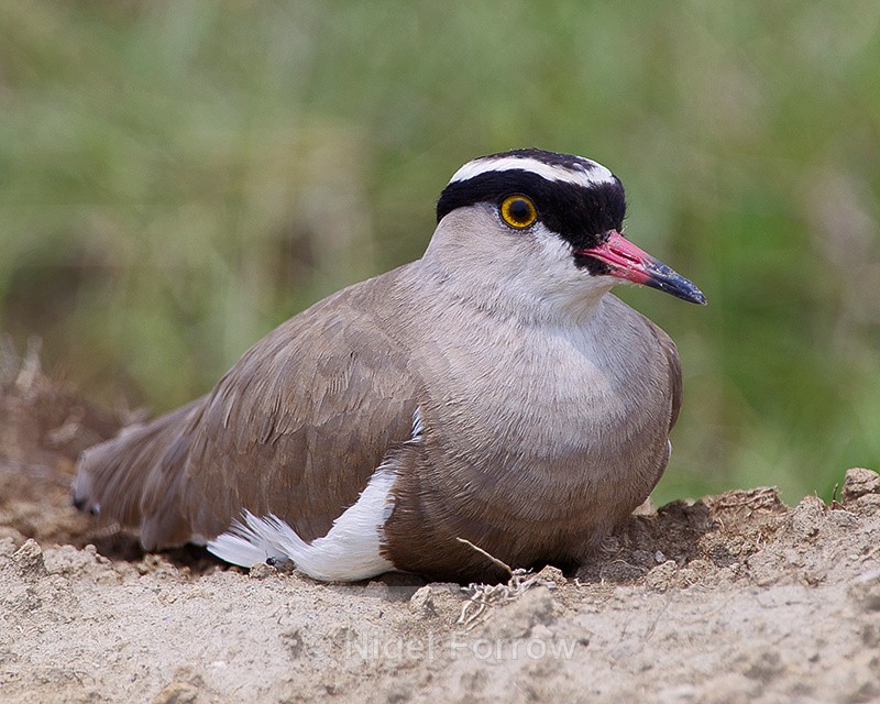 Crowned Lapwing sitting on the ground - Crowned Lapwing