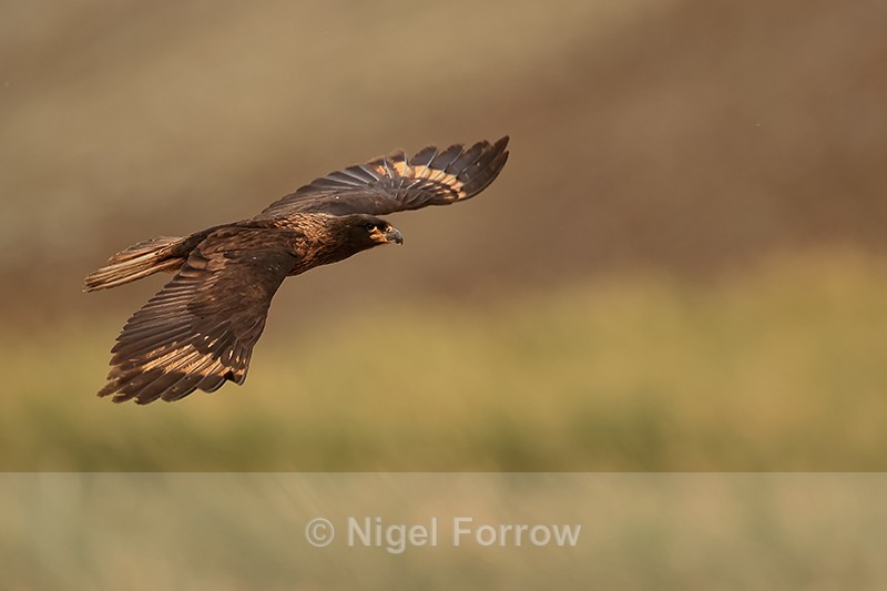 Striated Caracara flying, upper wings showing, Steeple Jason - Striated Caracara