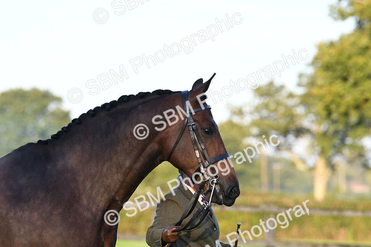 SBM_32410 - S15 - Condition & Turnout In Hand