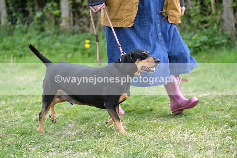 WJ5_0048 - Class 5 Best Veteran / 7 years & over