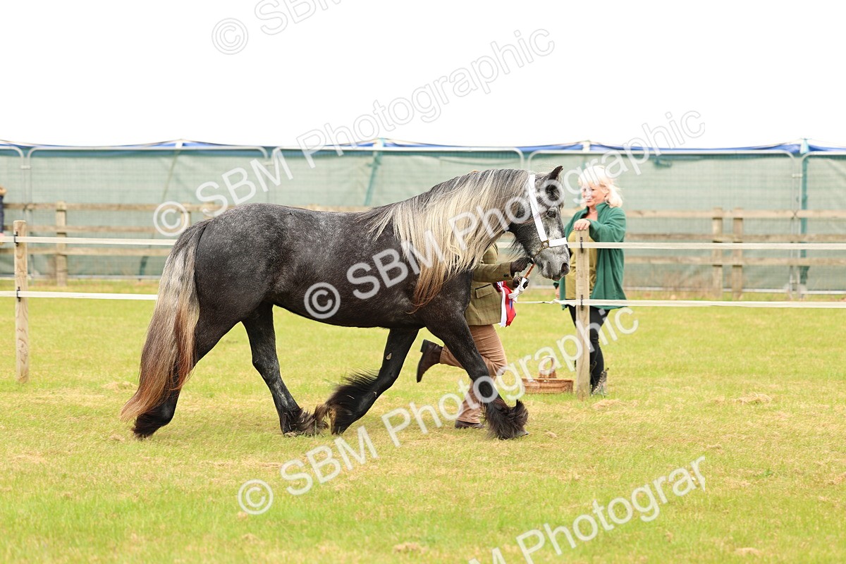 SBM_03569 - Class 58-67 - M&M Non Welsh Pony In hand