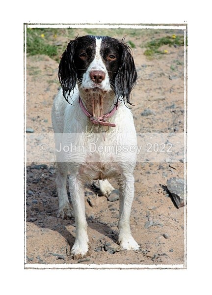 Poser! - Walking the Dog