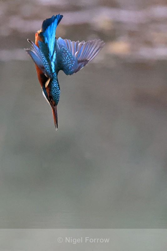 Common Kingfisher diving from perch, Otterbourne, Hampshire - Kingfisher