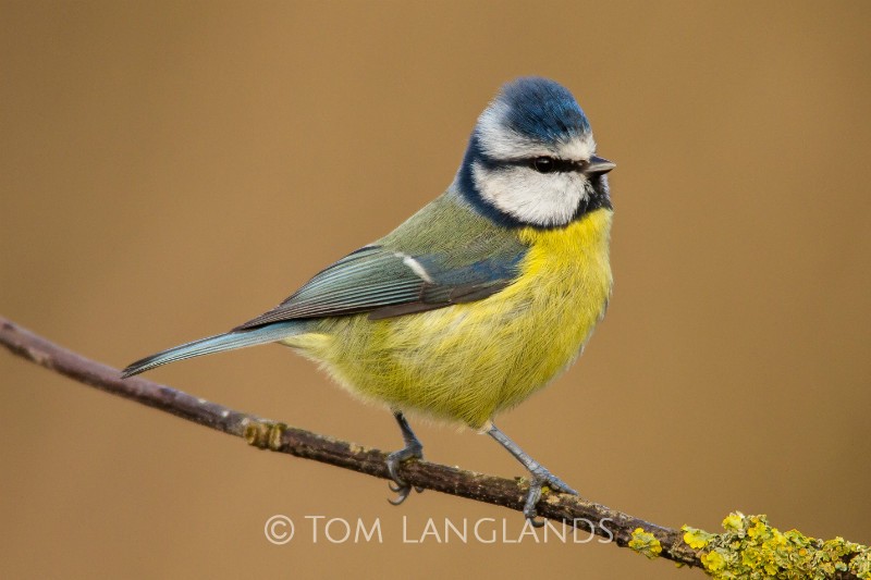 Blue Tit - All Other Birds