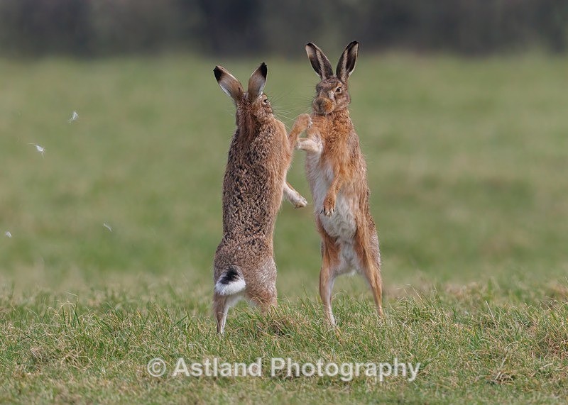 Brown Hare - Latest Images