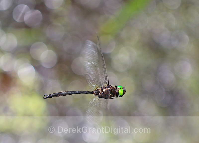 Clamped-tipped Emerald in Flight