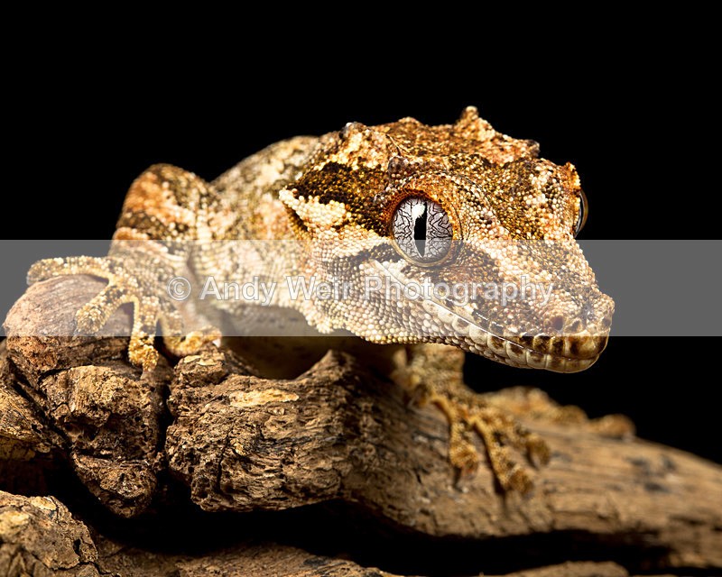 20140120-3K8A8266 - Lizards