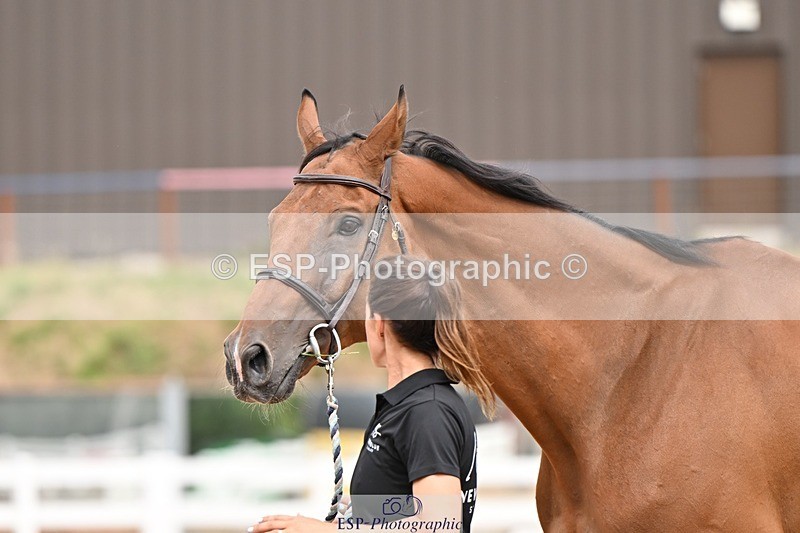 250716-154304-02153 - Trot Up 3.30 to 4.30