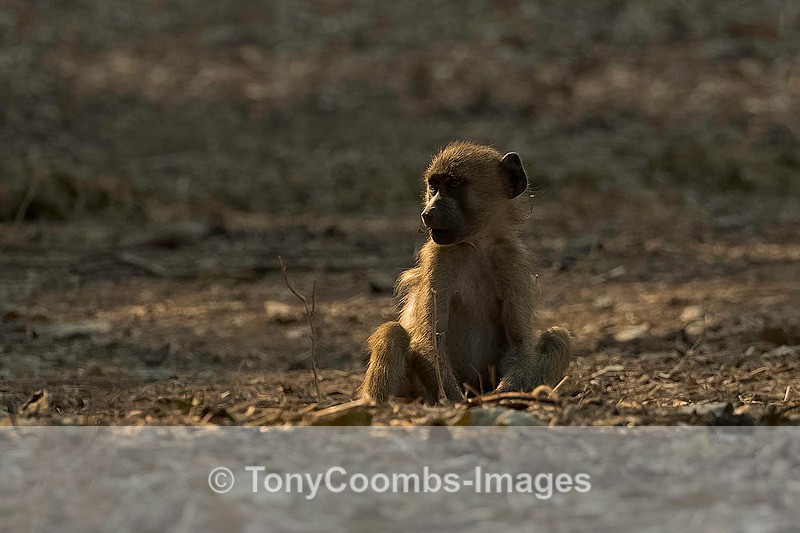 Baboon - Mana Pools ~ The Mammals