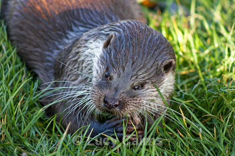  - British Wildlife Centre, East Grinstead