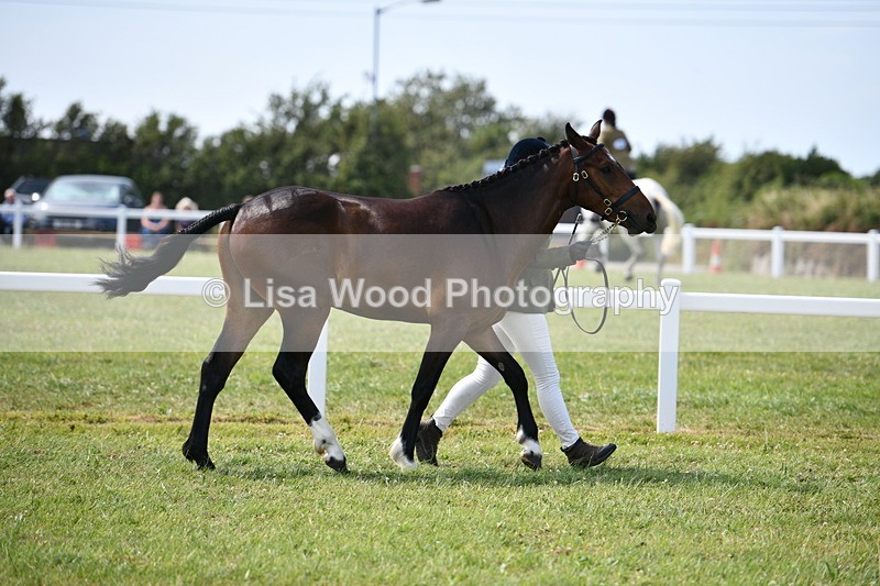 DSC_8298 - Class 68: Part Bred In Hand M & M