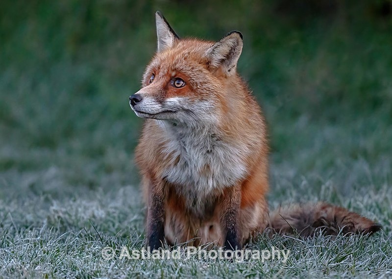 Astland Photography, Bird and Wildlife Images, Susan and Peter Wilson, U.K.
