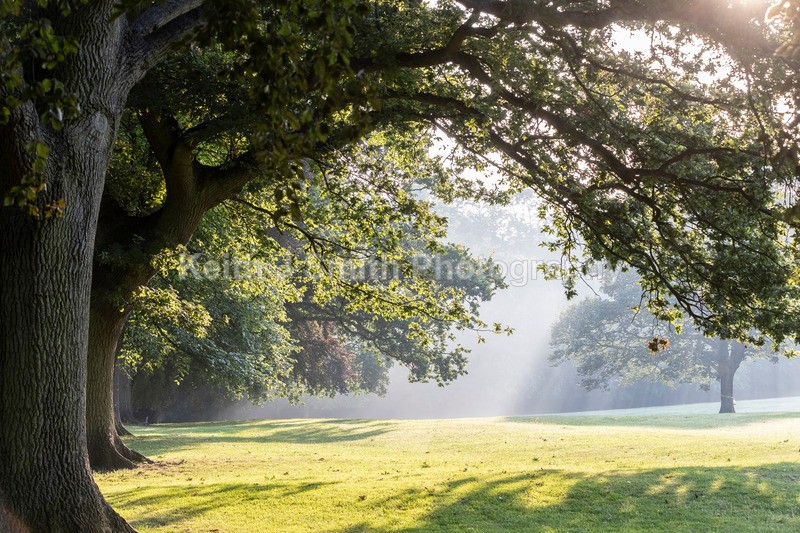 2KJS0277 - Trees in Abington Park