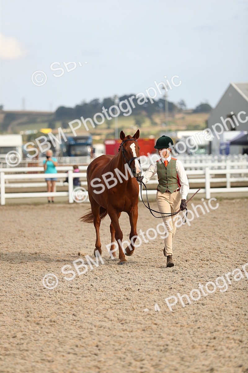 SBM_08616 - Class 28 - IH Veteran Horse