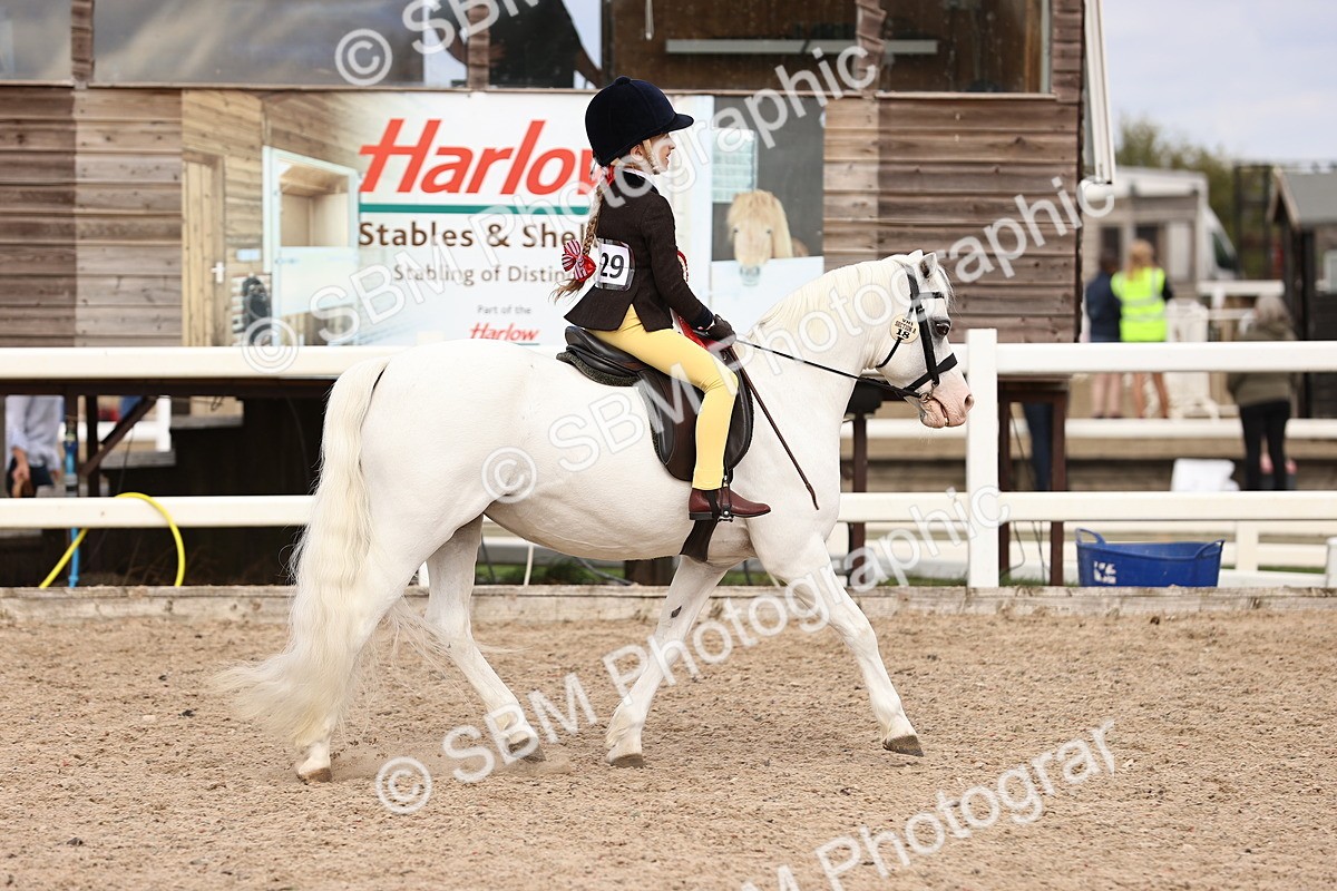 SBM_15975 - Class 416 - Prettiest Mare (IH or Ridden) Jnr