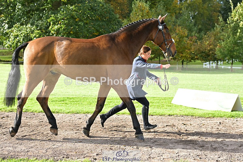 241023-132637-00291 - 053-Lois.Teal-Z7.CATASTROPHE