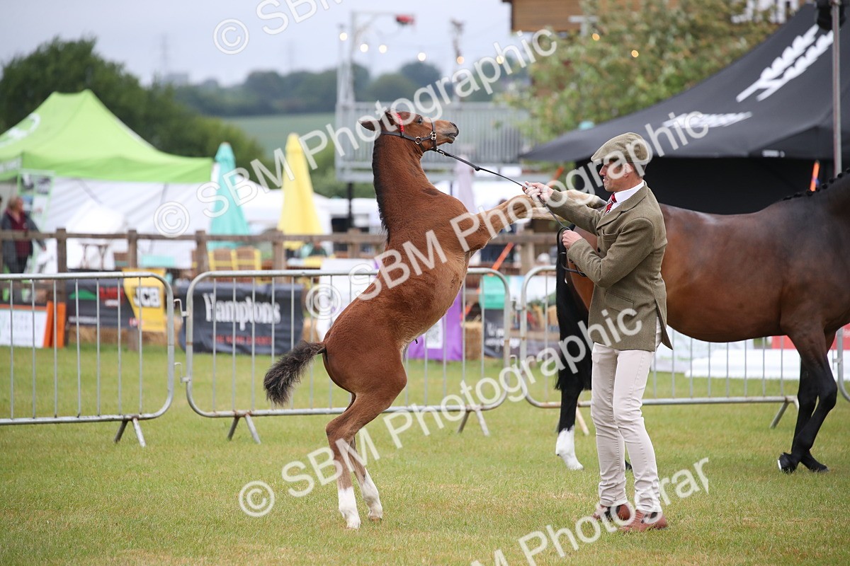 SBM_00115 - Class 17-20 - Arab & Part Bred - Anglo Arab In Hand