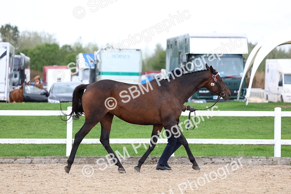 SBM_05718 - Class 28 - IH Veteran Horse