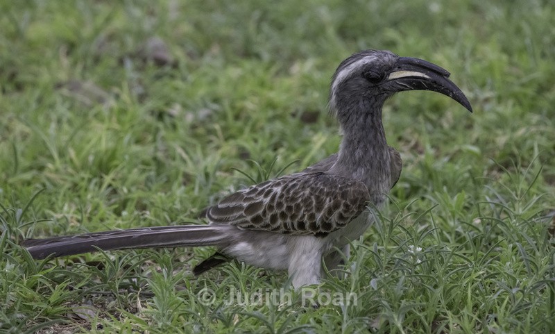 African Grey Hornbill, female - Namibia 2022