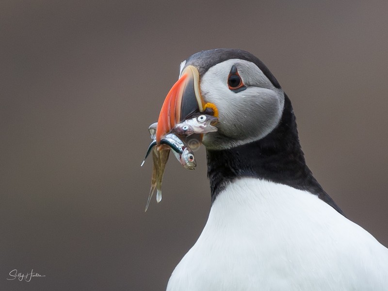Puffen with Fish 4 - Puffins