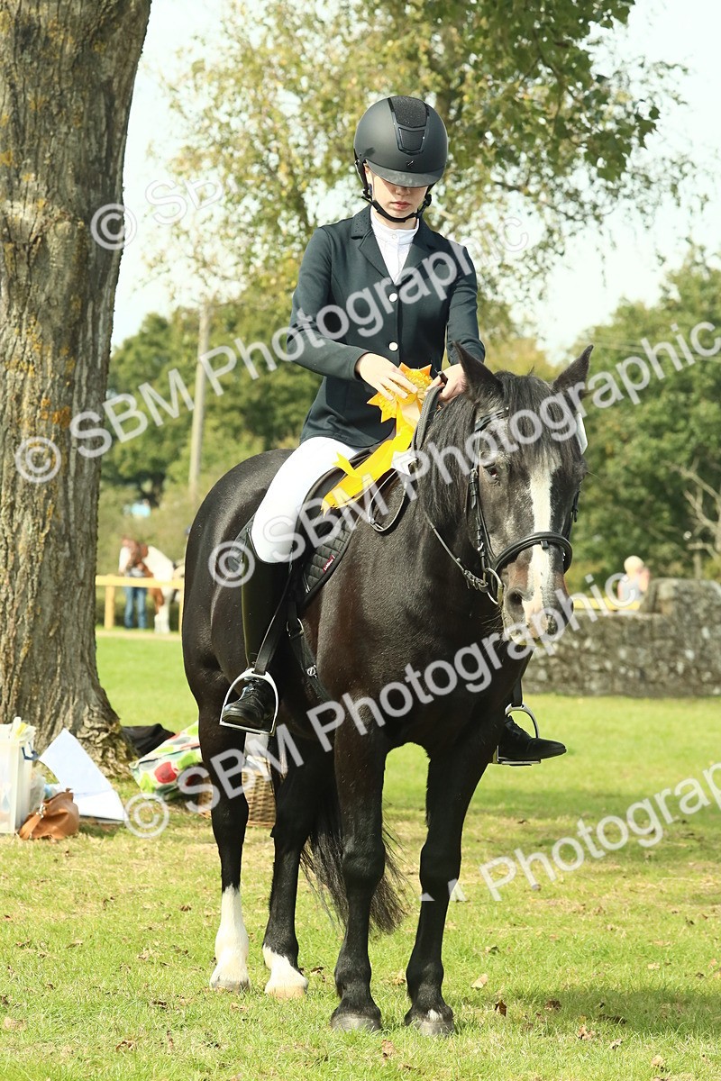 SBM_66778 - S34 - Rehabilitated Rescue Horse & Pony In Hand & Ridden