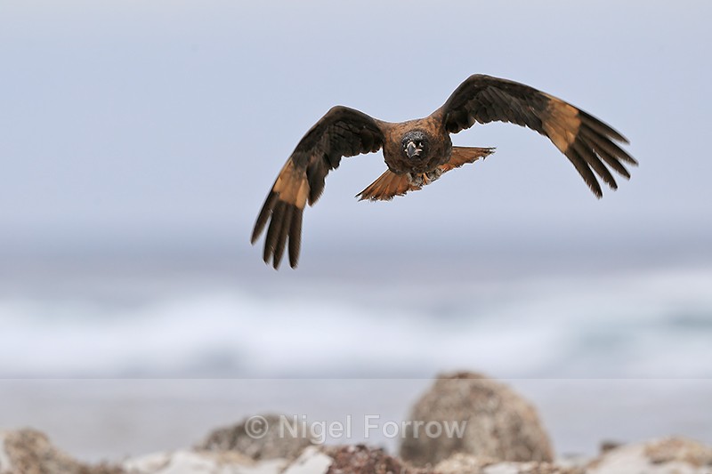 Striated Caracara flying front view, Sea Lion Island, Falklands - Striated Caracara