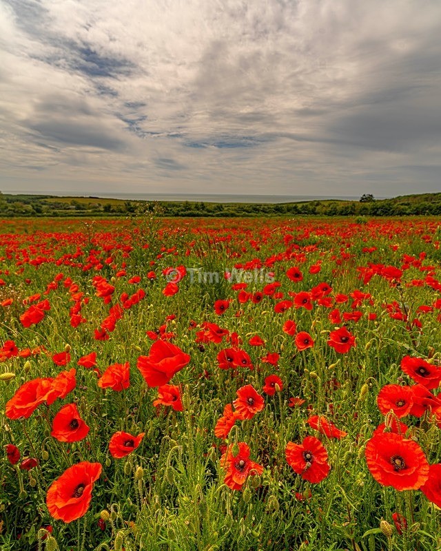 090 Poppys - All photos