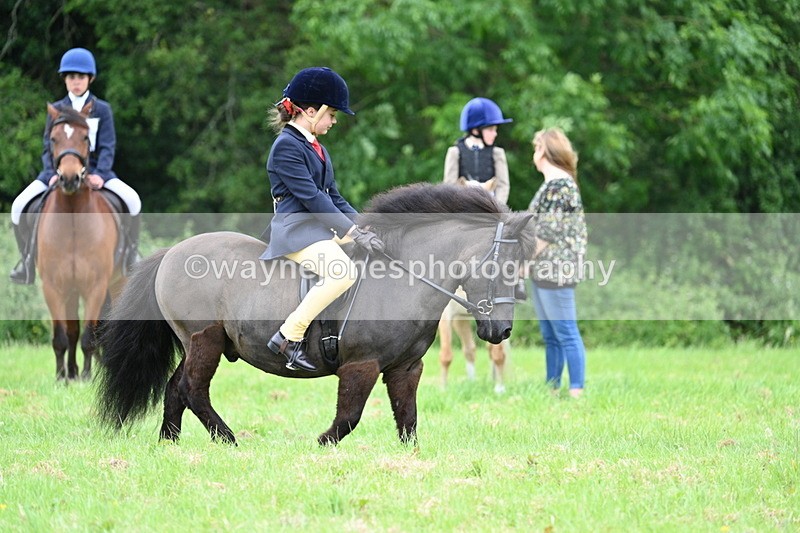 WJ7_3953 - Class 14A Handsome Gelding