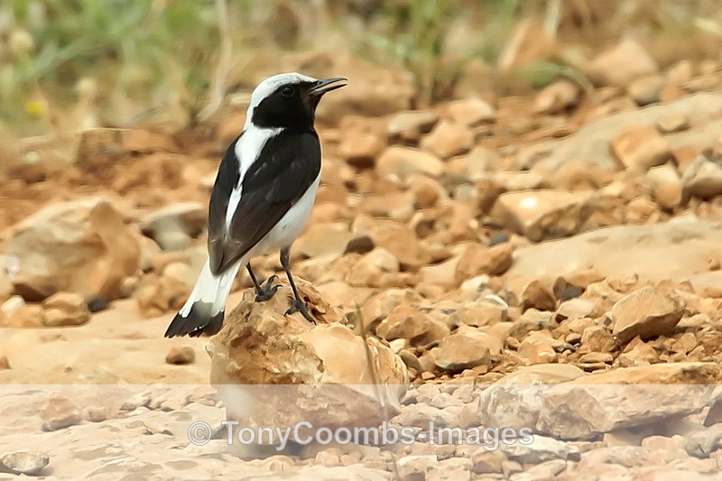 Finsch's Wheatear - Turkey