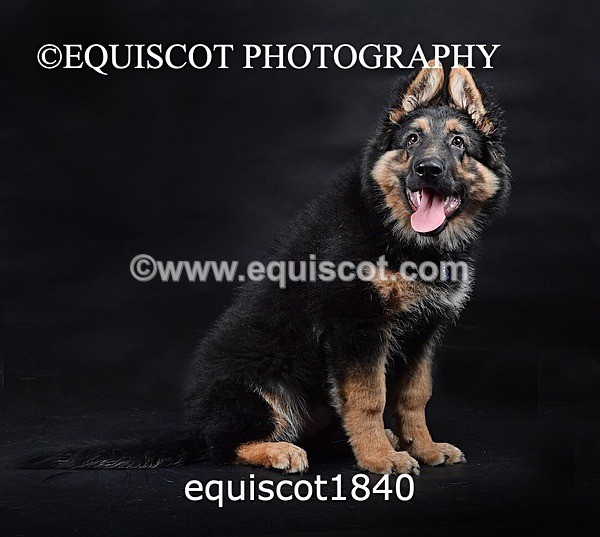 equiscot1840 - RONNIE