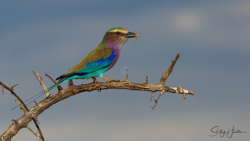 Roller with Insect 1