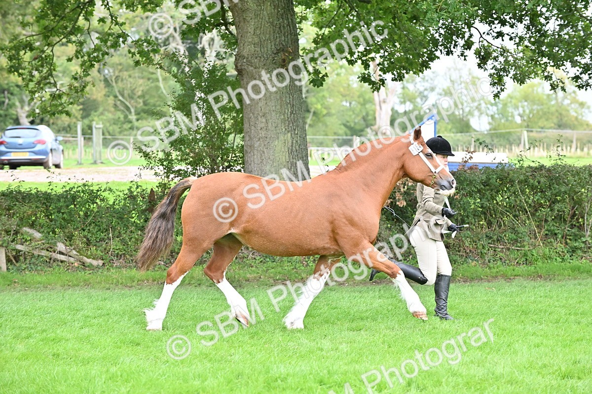 SBM_63298 - S49 - Mountain & Moorland In Hand Large Breeds