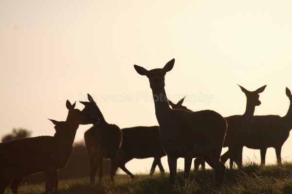 Red Deer _AN071 - Wildlife, Mammal Photography, Great Britain