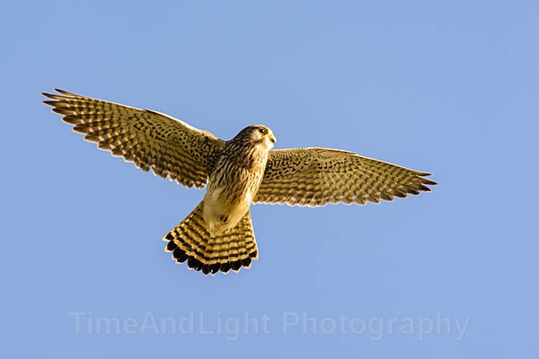 Kestrel - Birds