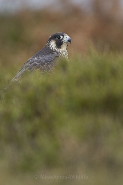  - PEREGRINE FALCONS