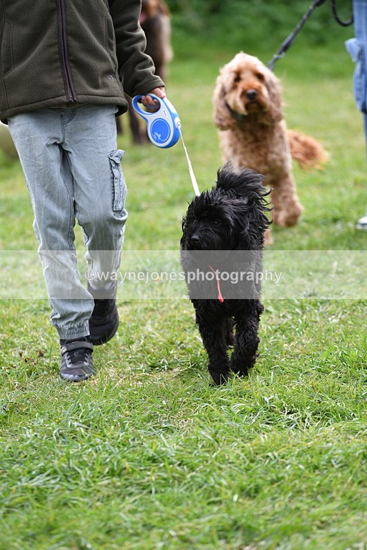 WJ5_9304 - Class 1 Best Cross Breed / Heniz 57