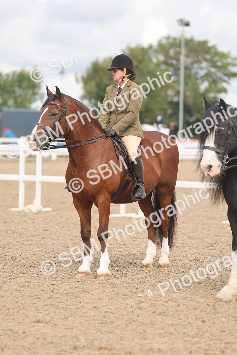 SBM_04482 - Class 18 - Handsomest Gelding (IH or Ridden)