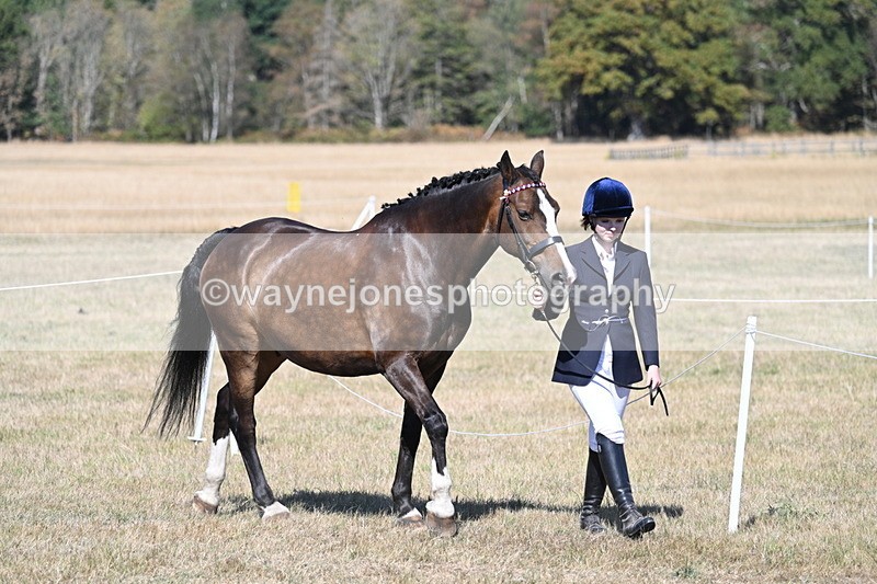 WJ7_1464 - Class 42 Most Handsome Gelding